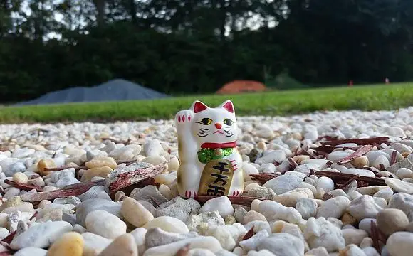 lucky cat in a field of rocks